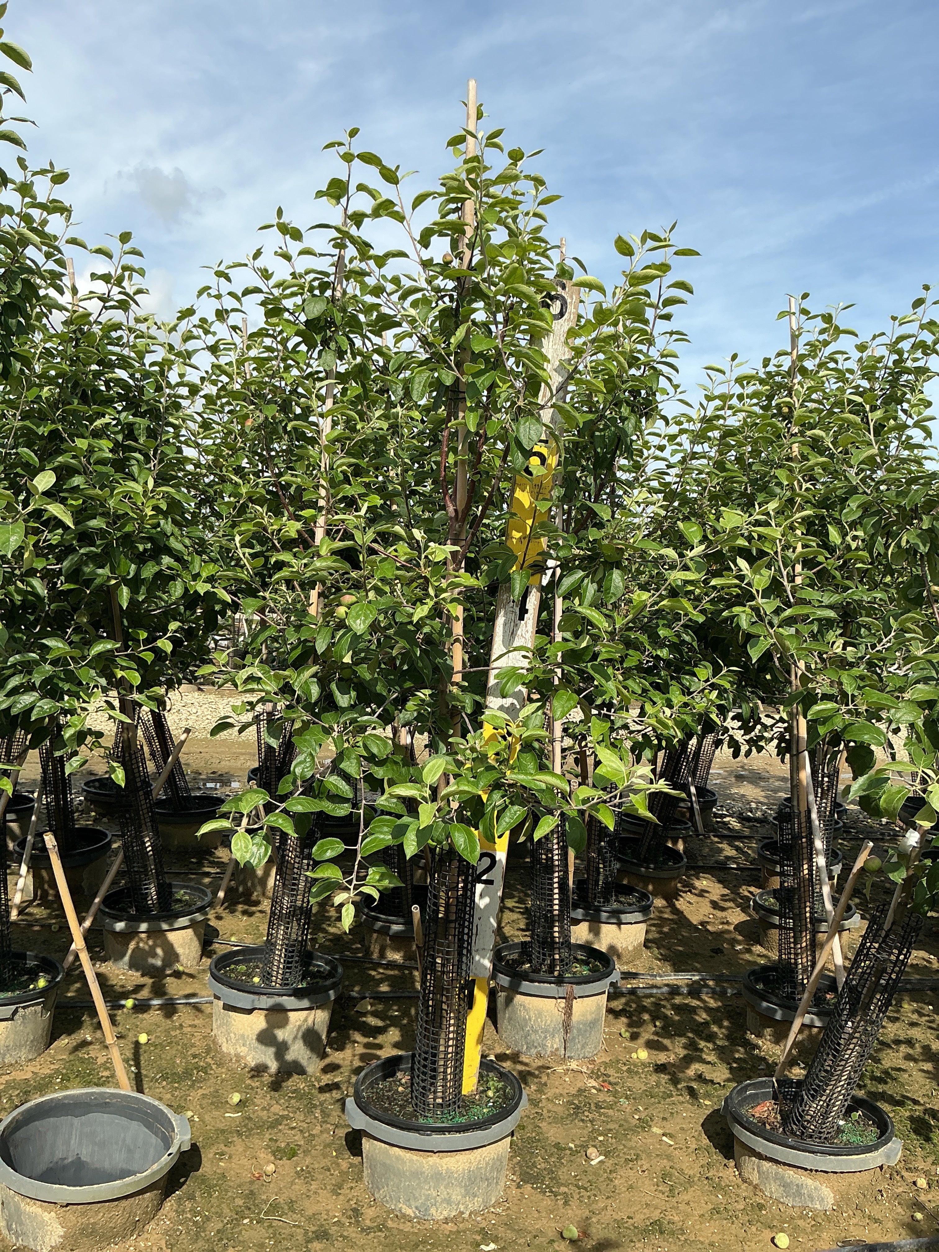 Malus 'Fruit Cortland'