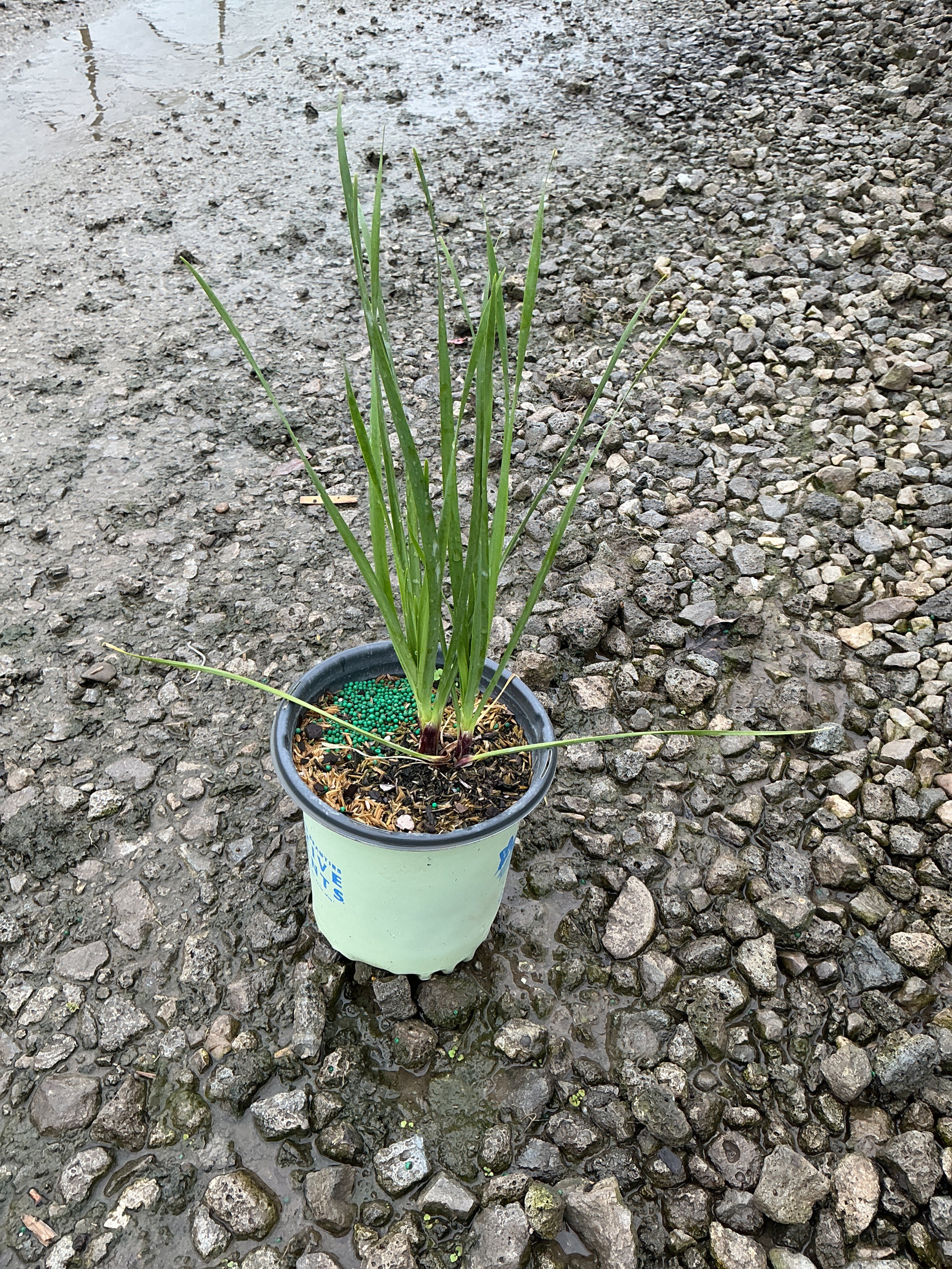 Allium cernuum
