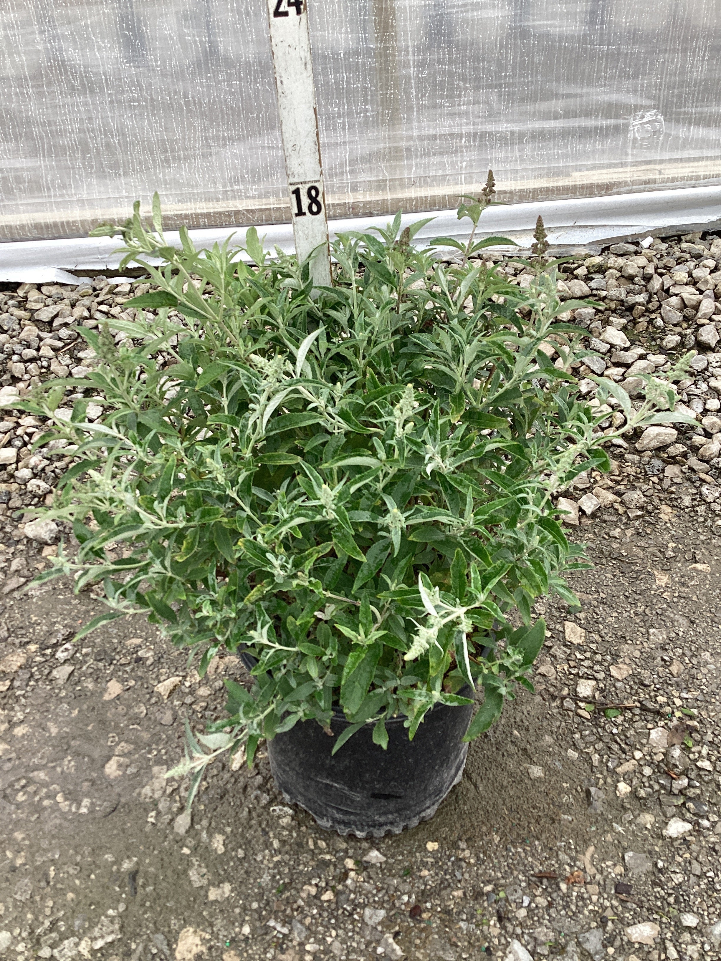 Buddleia davidii 'Butterfly Magic'