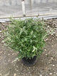 Buddleia davidii 'Butterfly Magic'