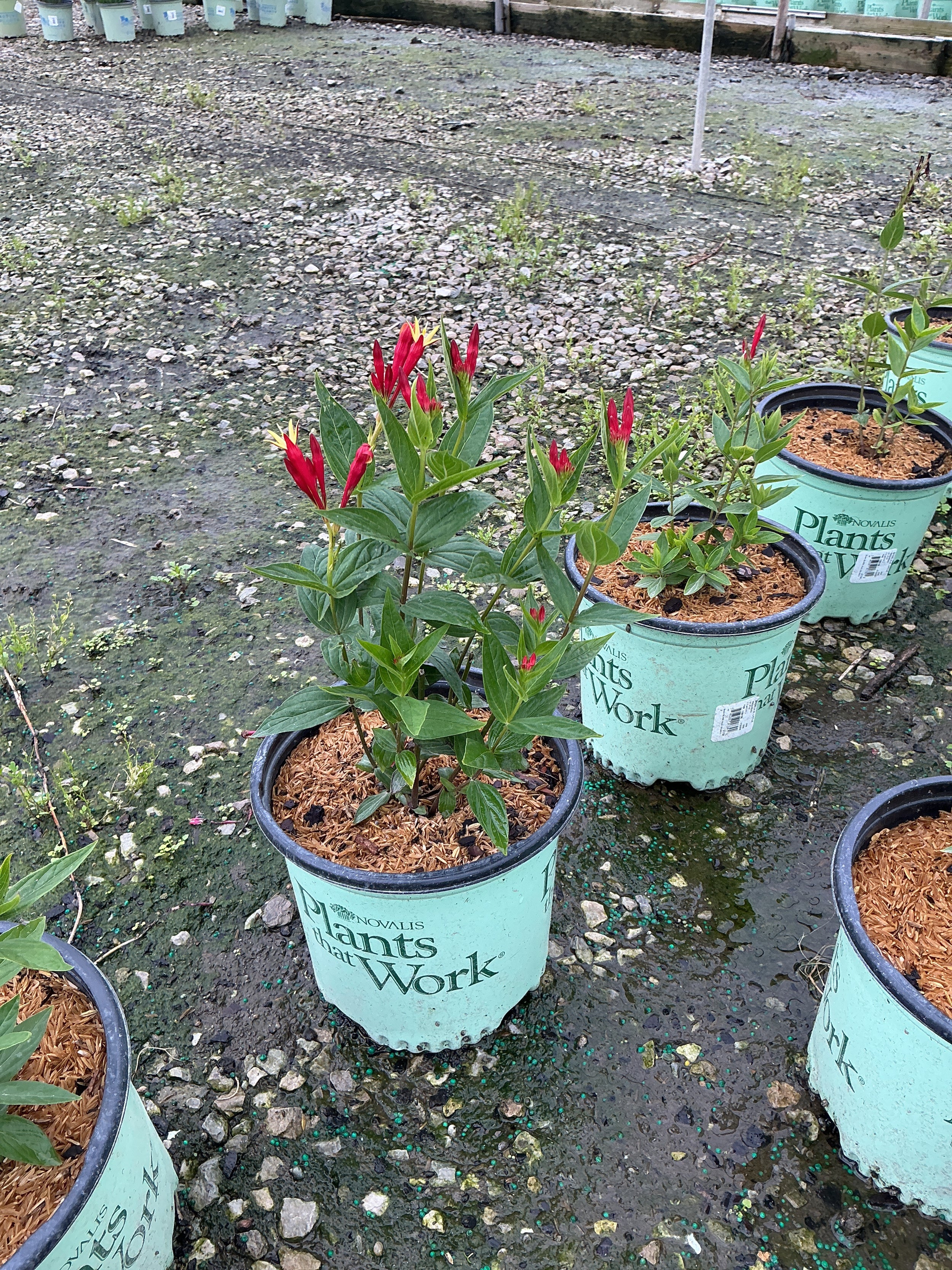Spigelia M 'Little Redhead'