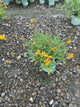 Coreopsis sunshine 'Superman'