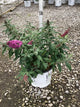 Buddleia 'Pugster Pinker'
