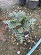 Acanthus spinosus