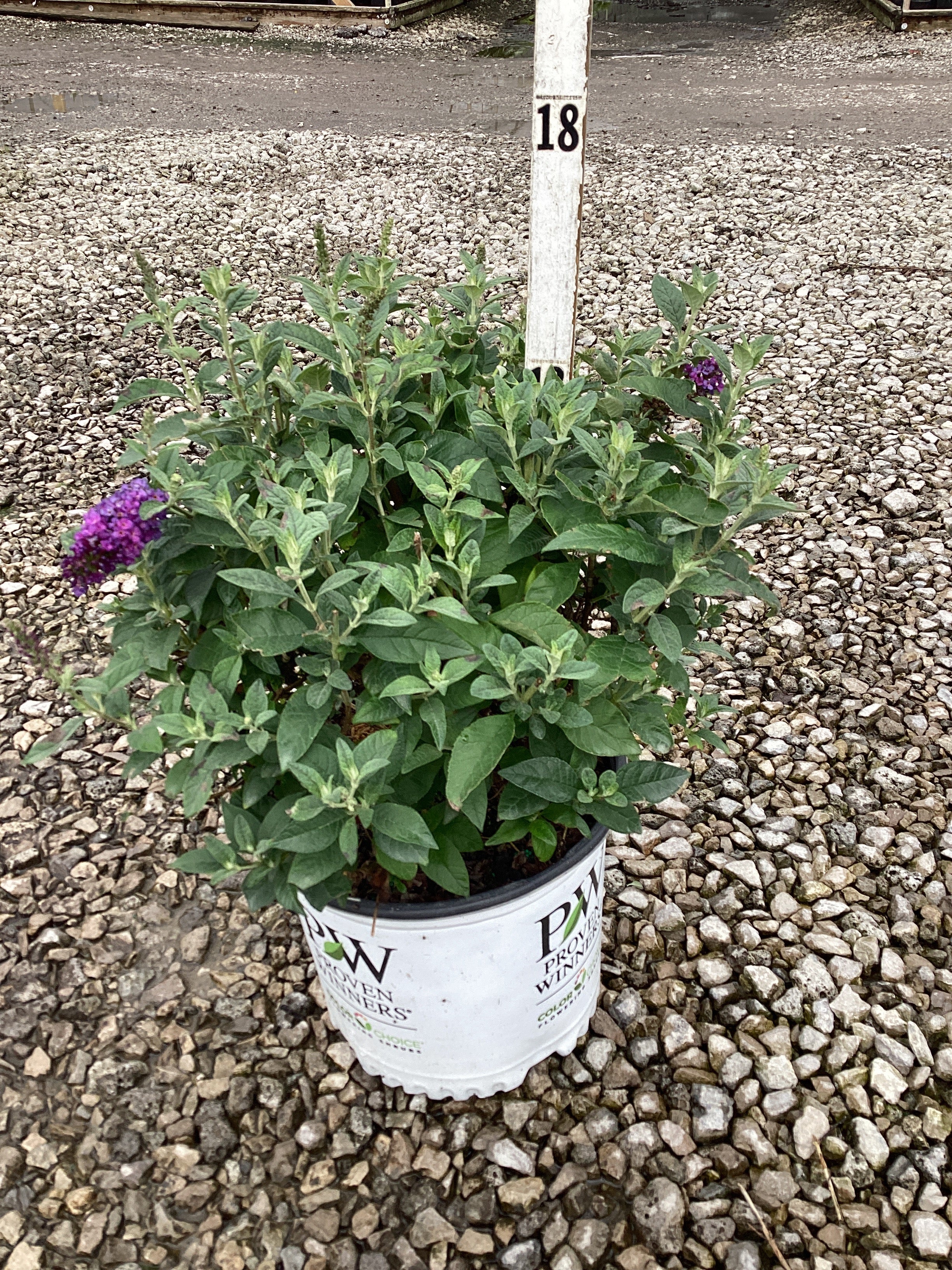 Buddleia x ’Miss Violet’