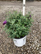 Buddleia x ’Miss Violet’