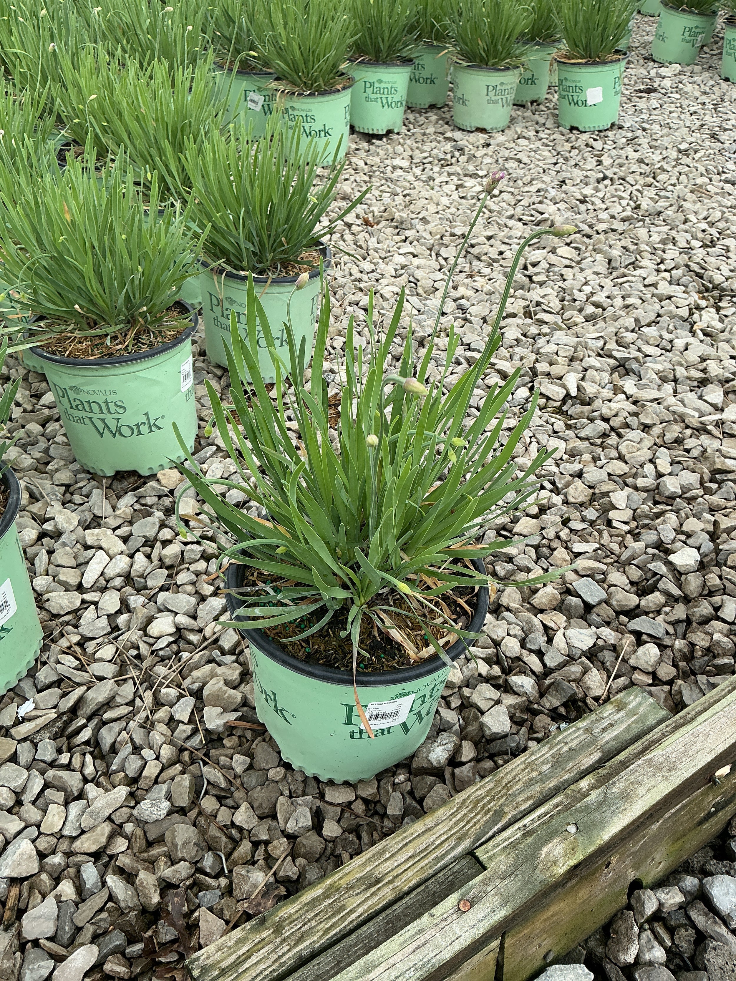 Allium medusa