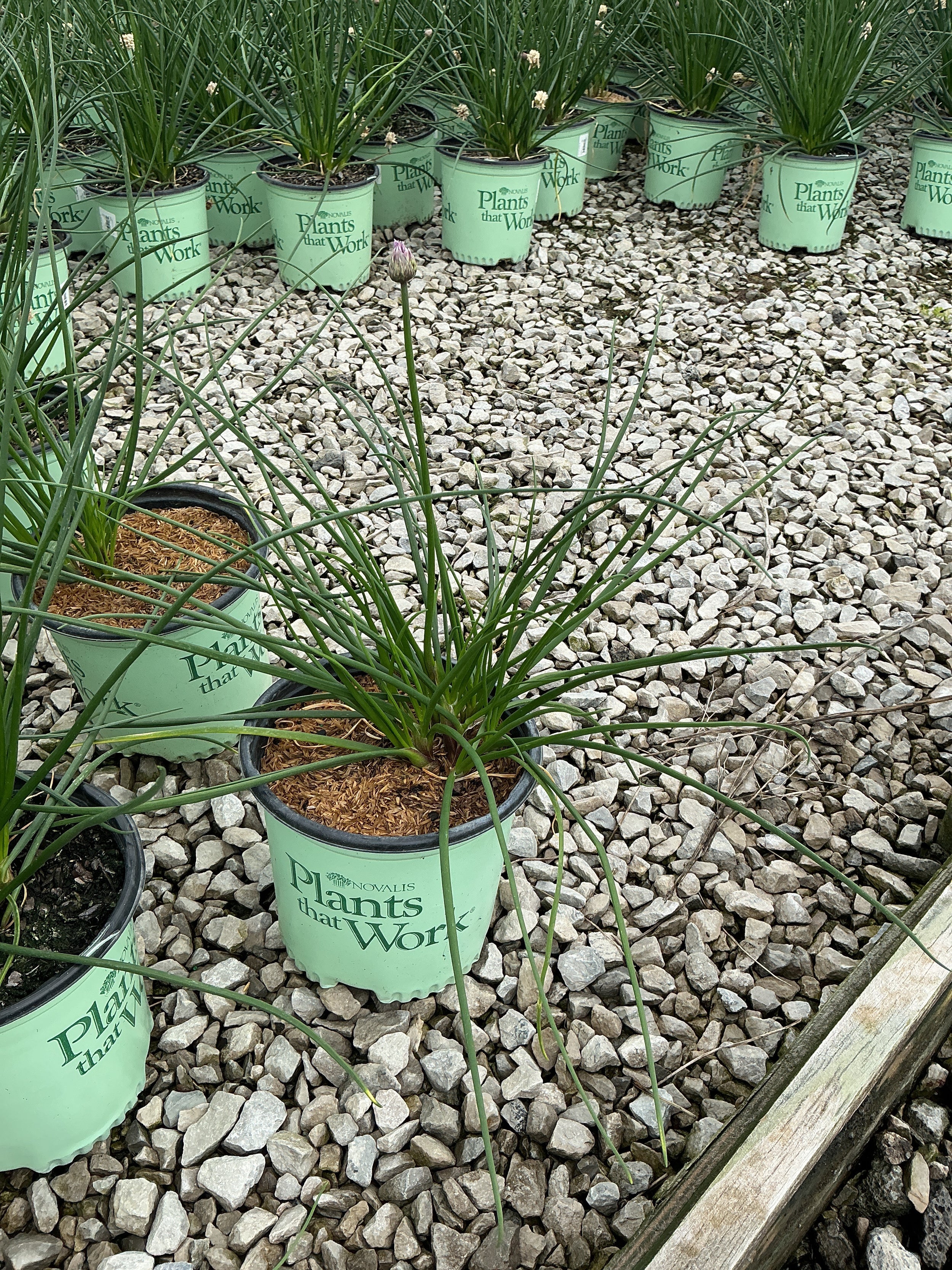 Allium chivette