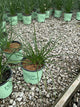 Allium chivette