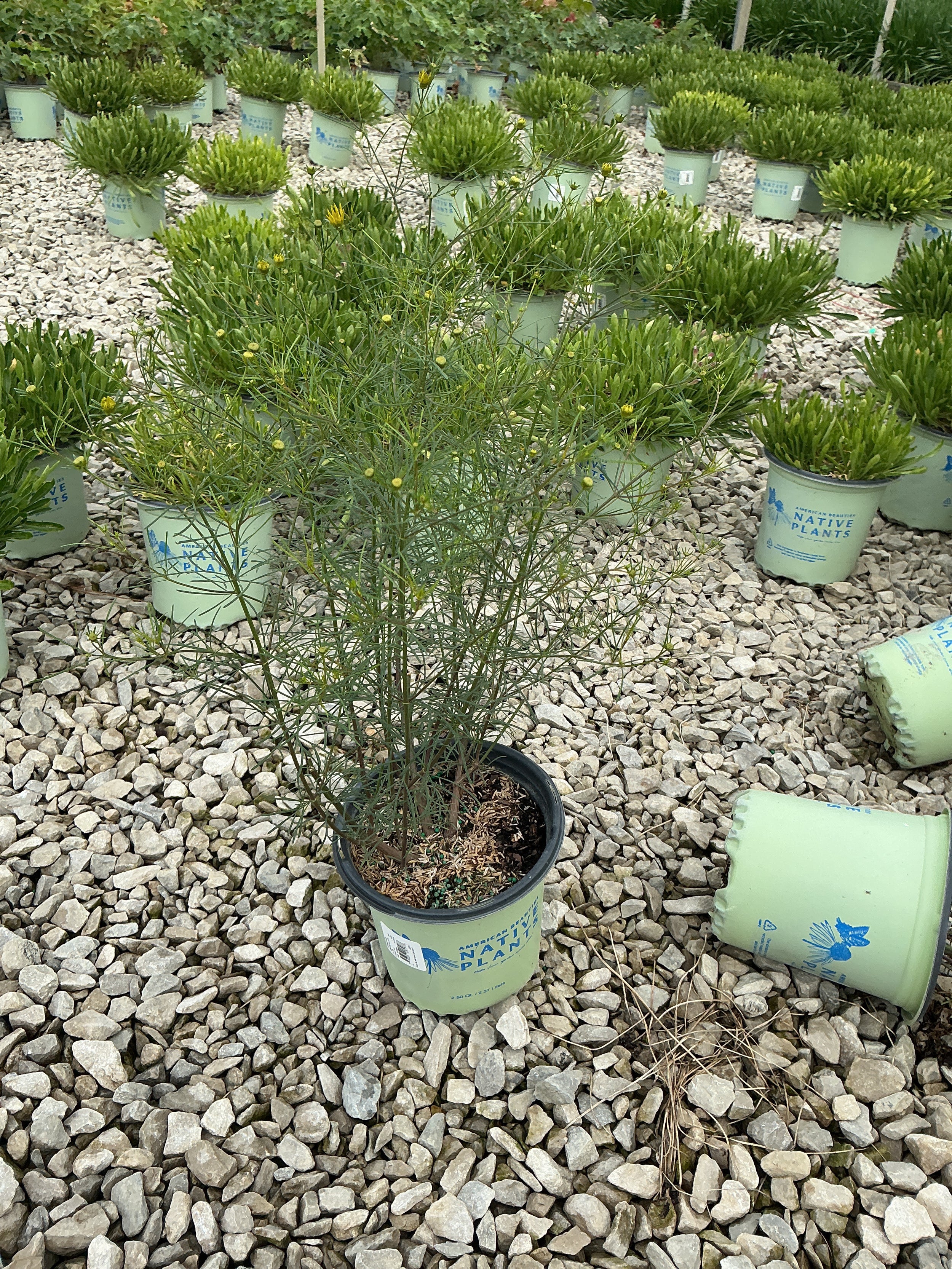 Coreopsis verticillata