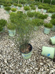 Coreopsis verticillata