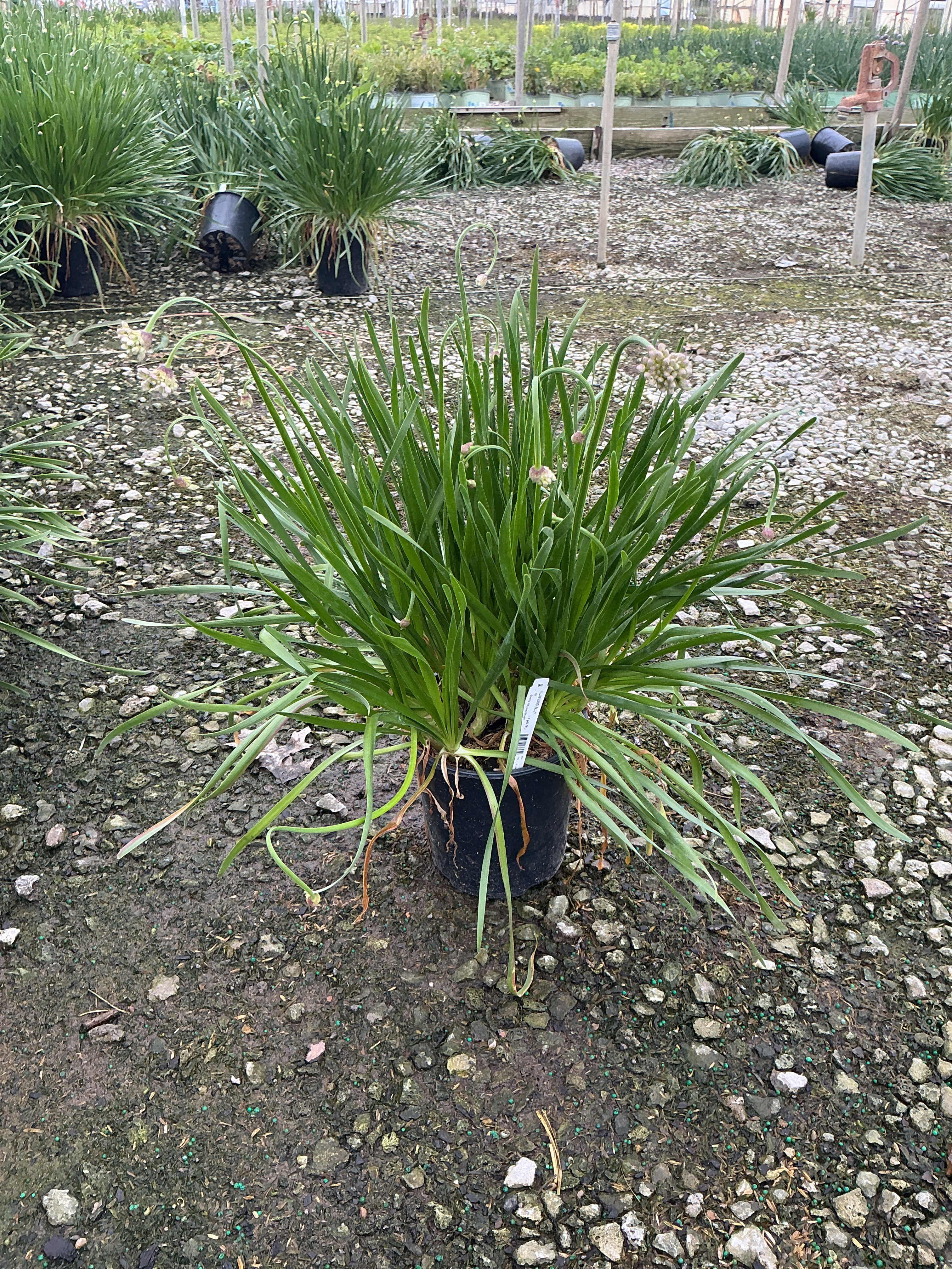 Allium lusitanicum 'Summer Beauty'