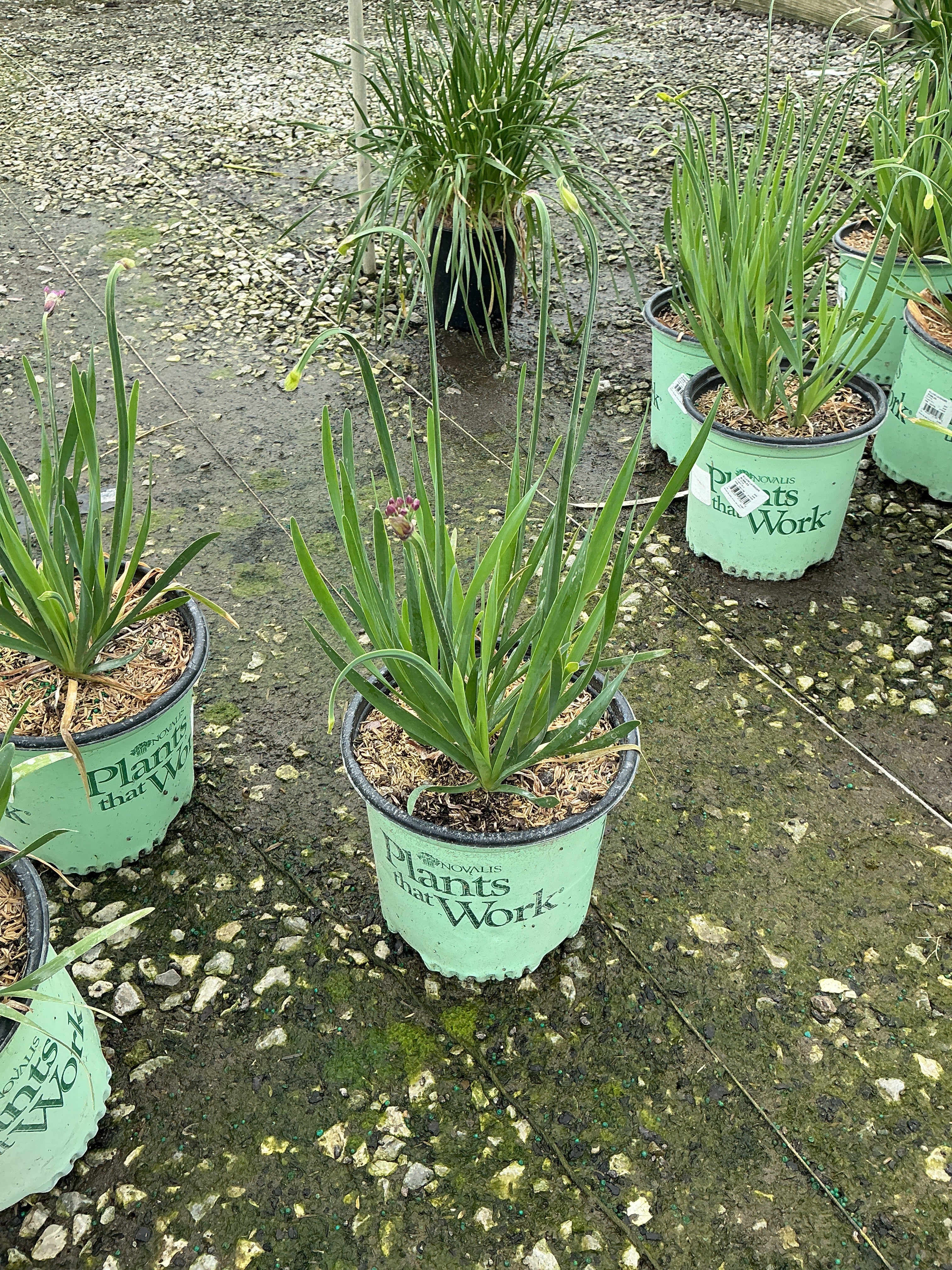 Allium 'Lavender Bubbles'