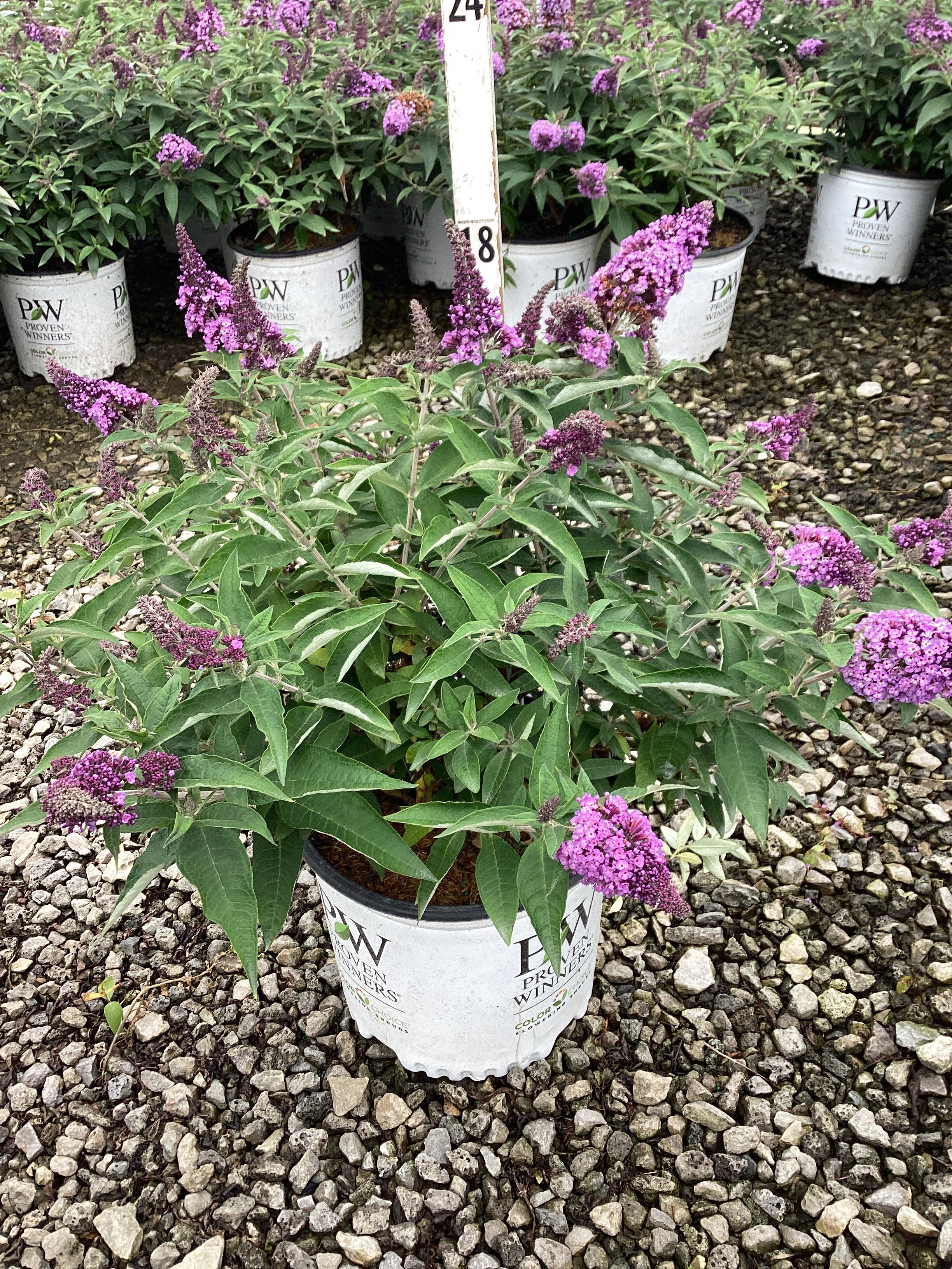 Buddleia 'Pugster Periwinkle'