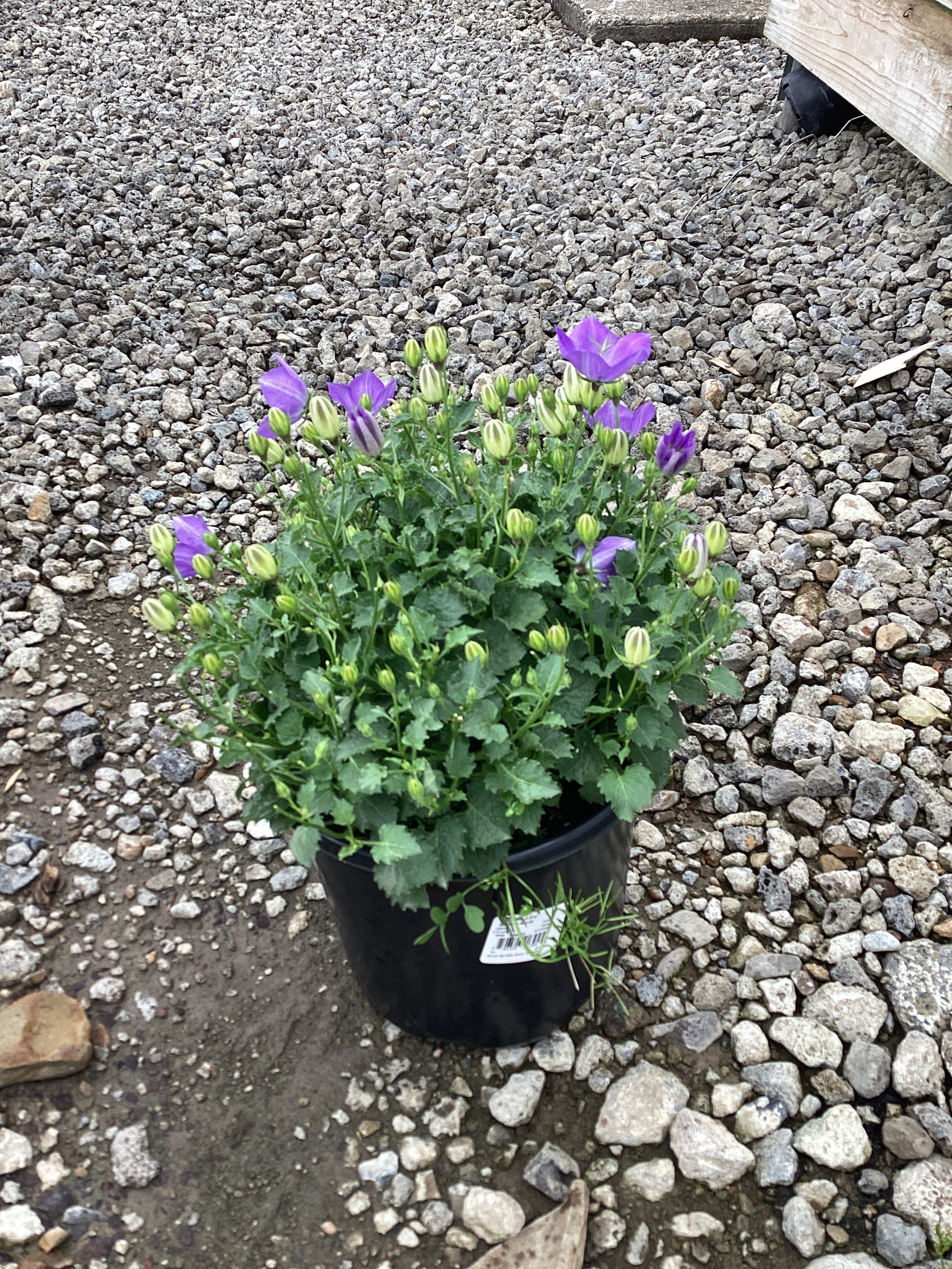 Campanula carpatica 'Rapido Blue'