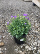 Campanula carpatica 'Rapido Blue'