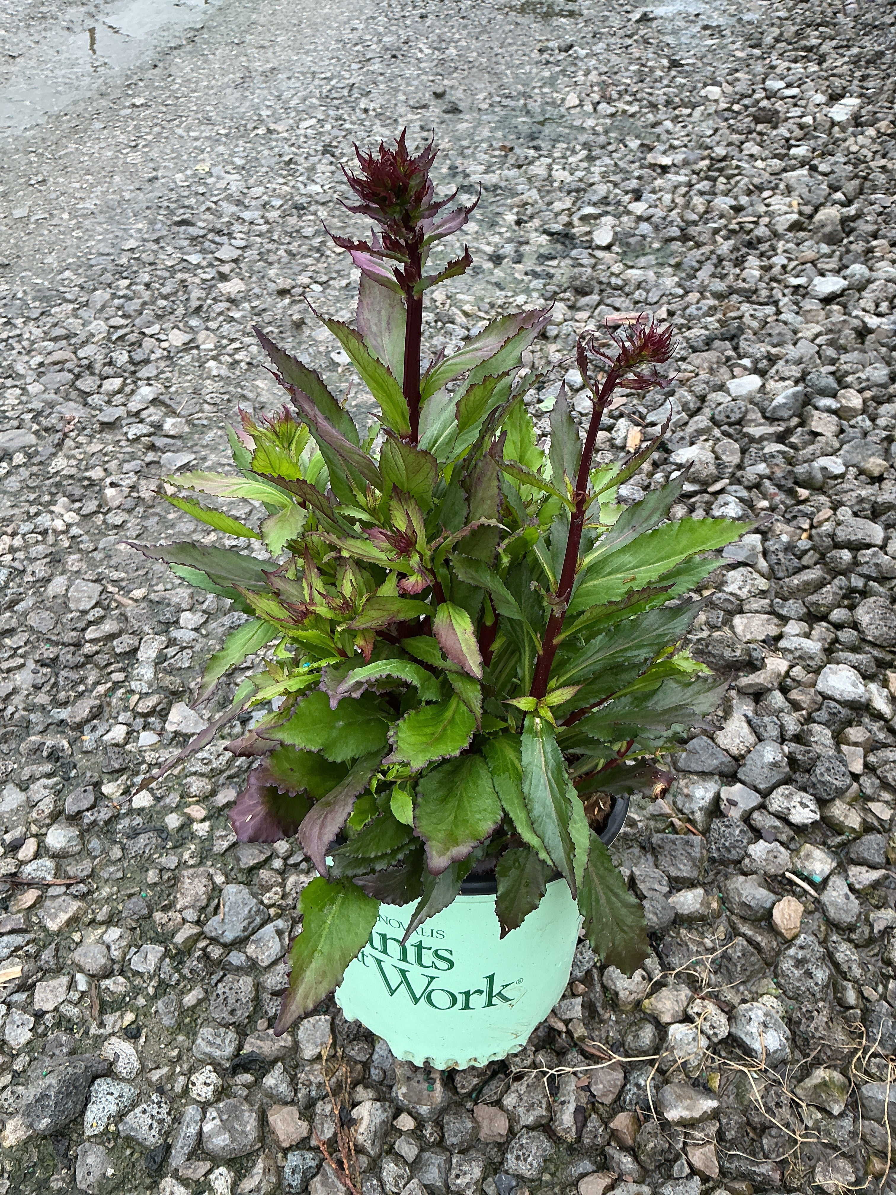 Lobelia starship 'Rose'