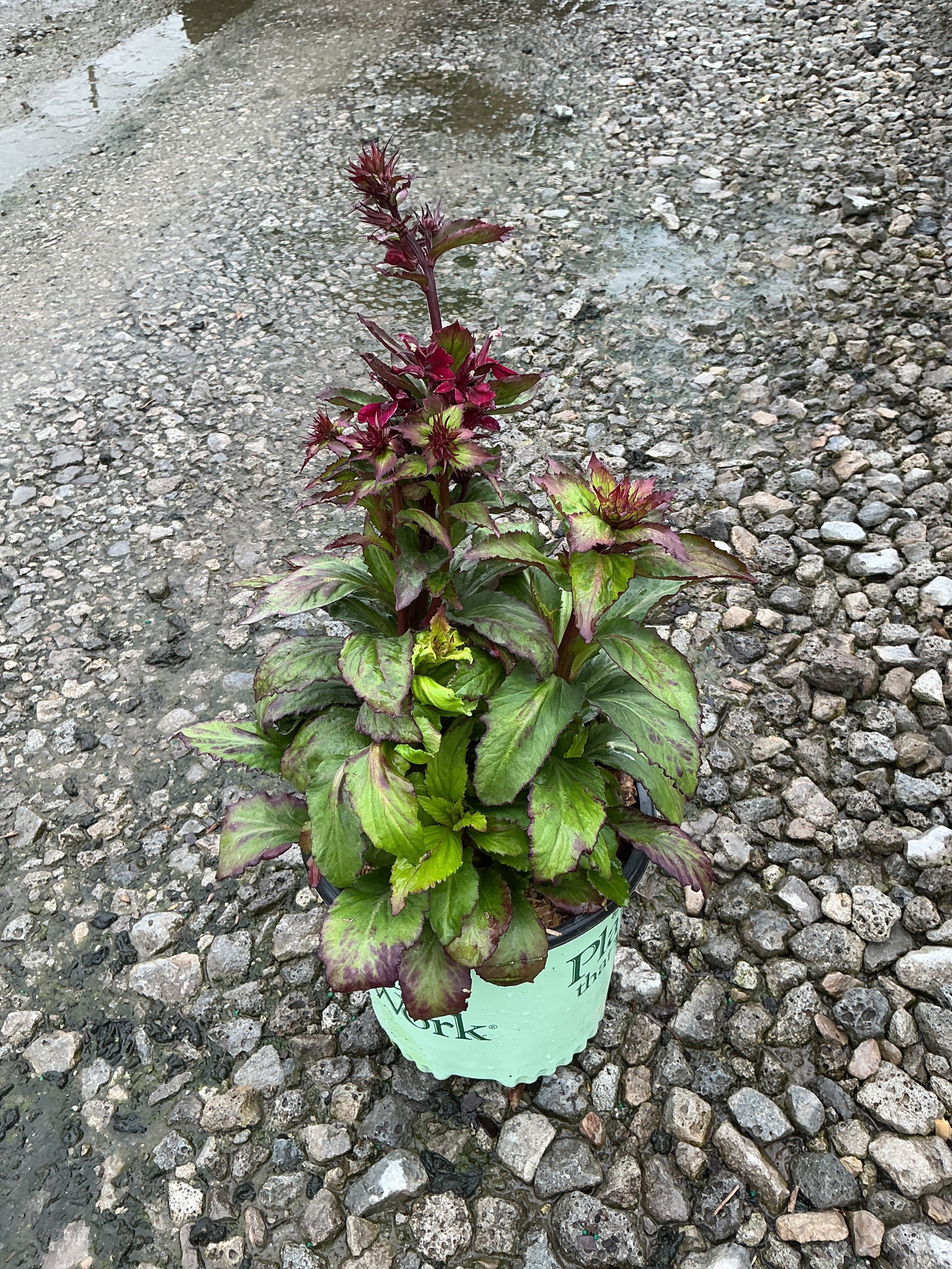 Lobelia starship 'Burgundy'