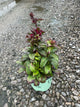 Lobelia starship 'Burgundy'