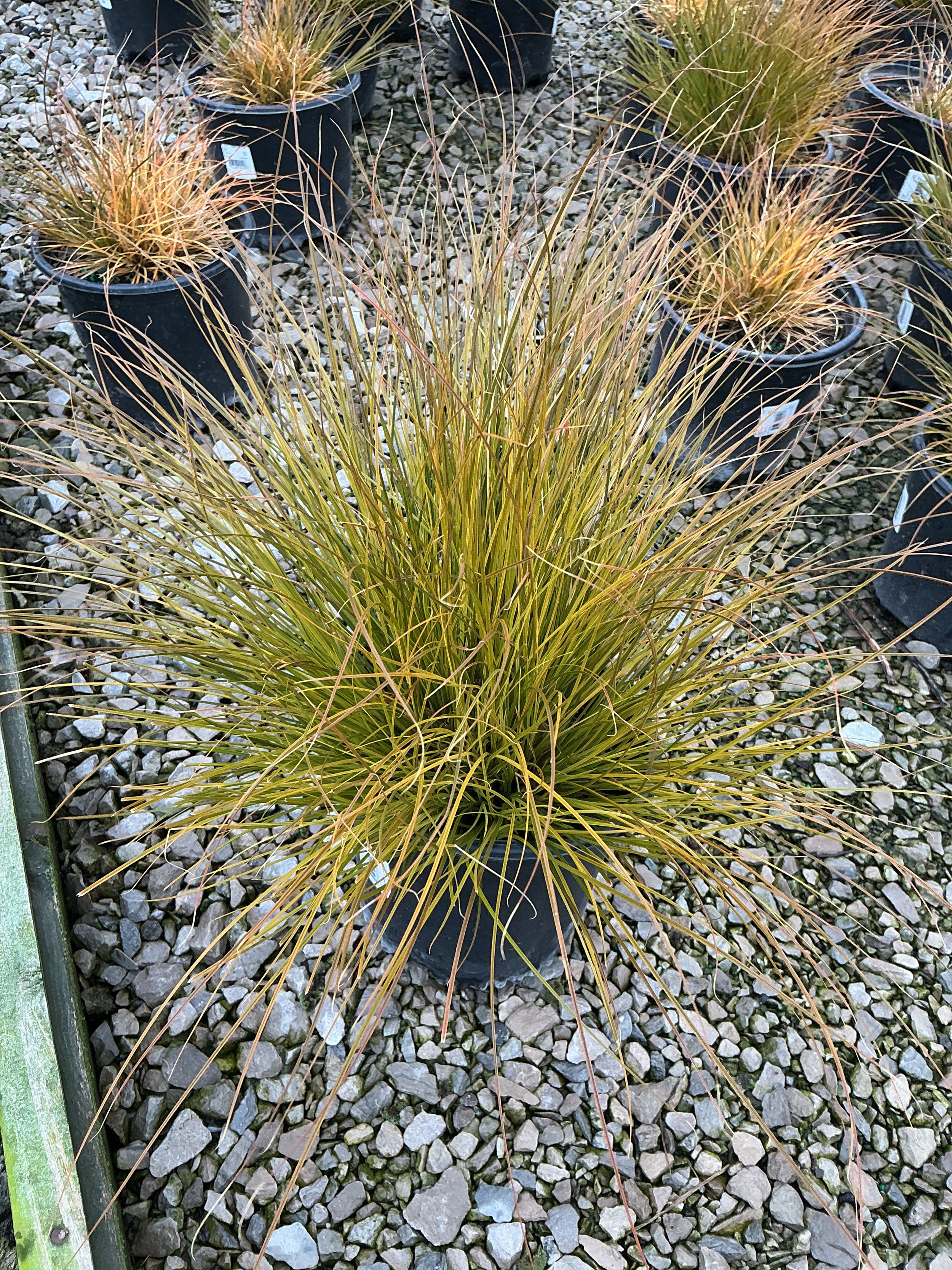 Carex 'Carex Prairie Fire'