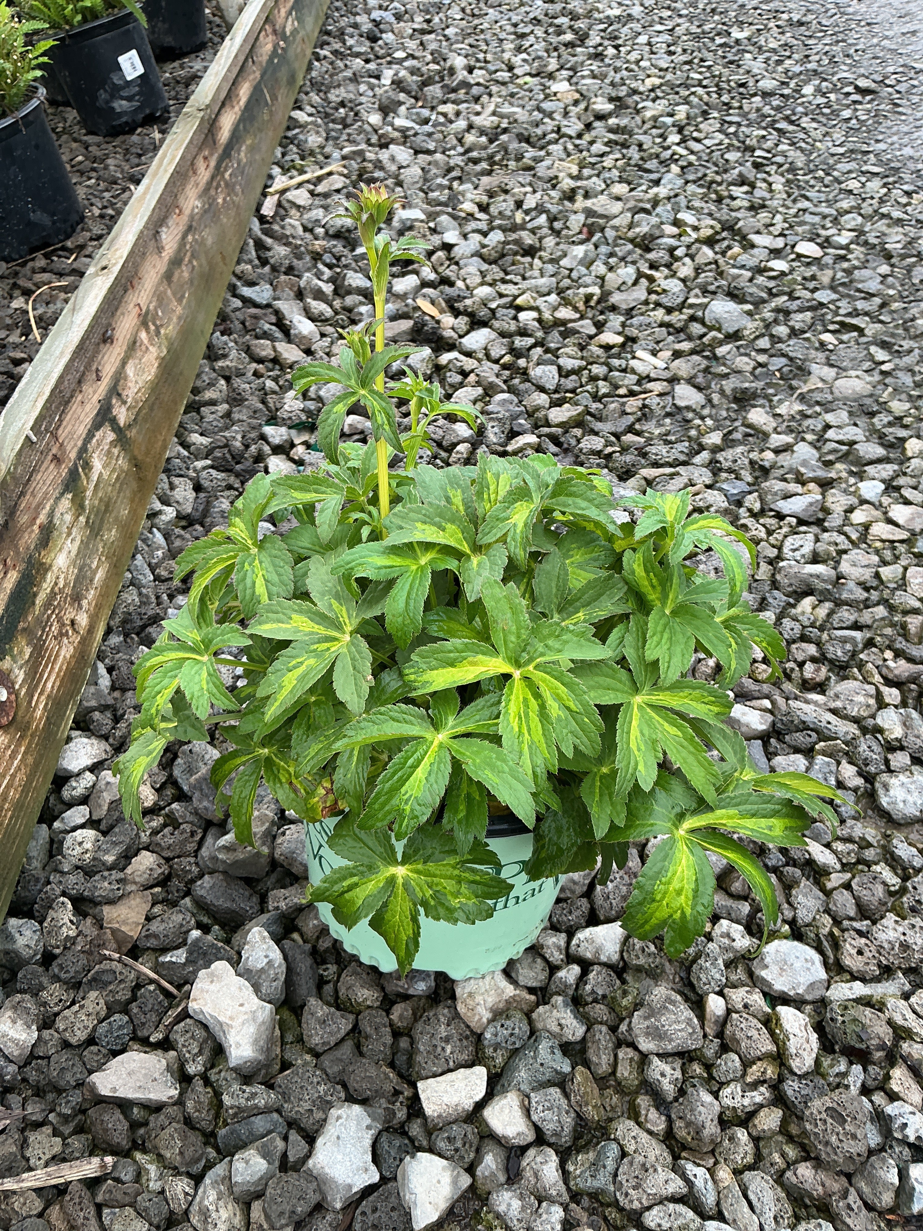 Astrantia major ‘Masterpiece’