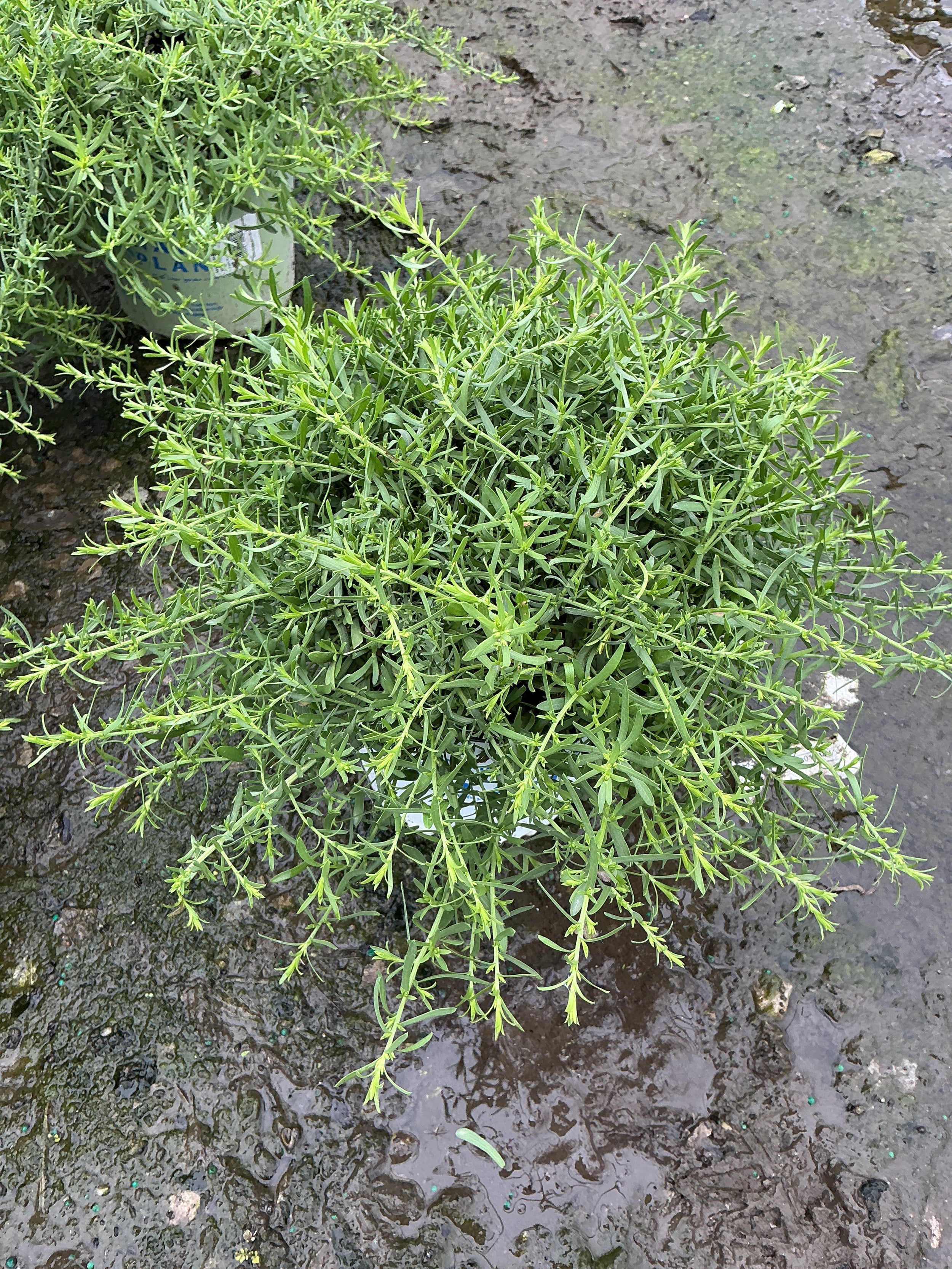 Aster ericoides 'Snow Flurry'
