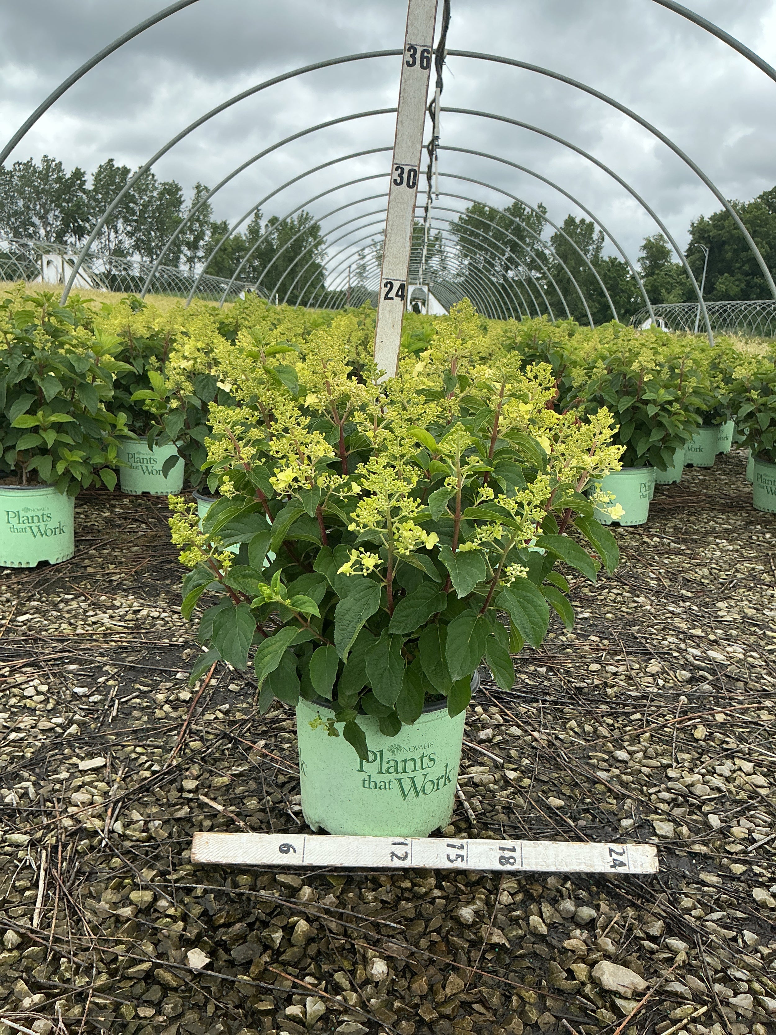 Hydrangea paniculata 'Bailpantwo'