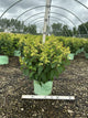Hydrangea paniculata 'Bailpantwo'