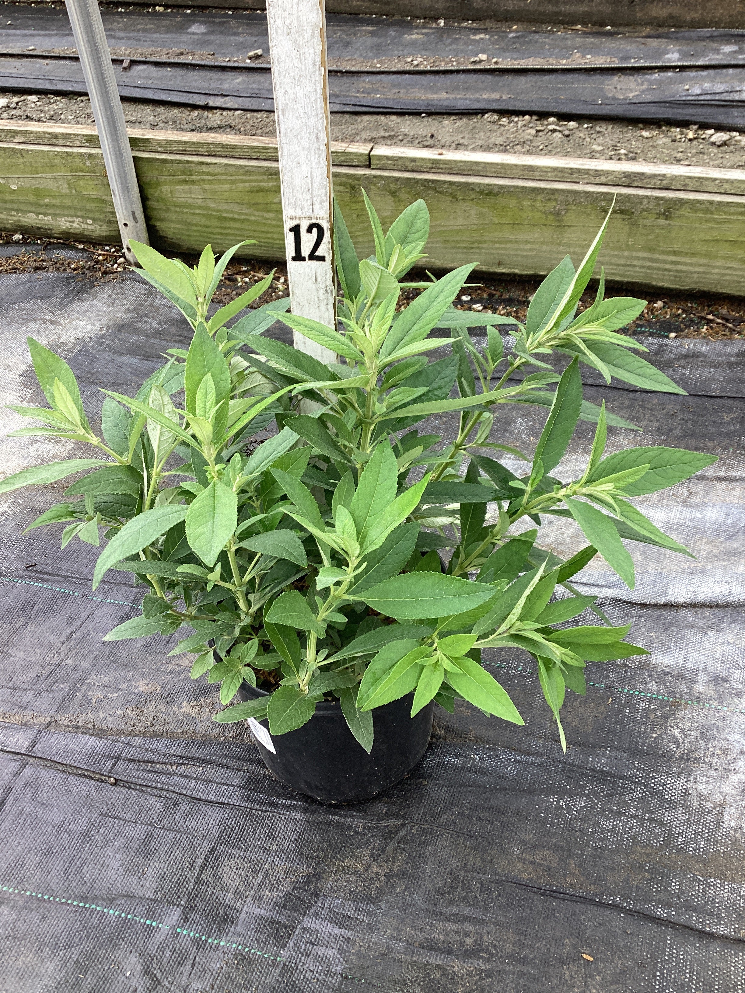 Buddleia davidii ‘Li'l Lavender’ ('BotEx 004')