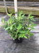 Buddleia davidii ‘Li'l Lavender’ ('BotEx 004')