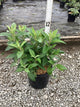 Buddleia davidii ‘Lil Raspberry’ (BotEx 006 PP34500)
