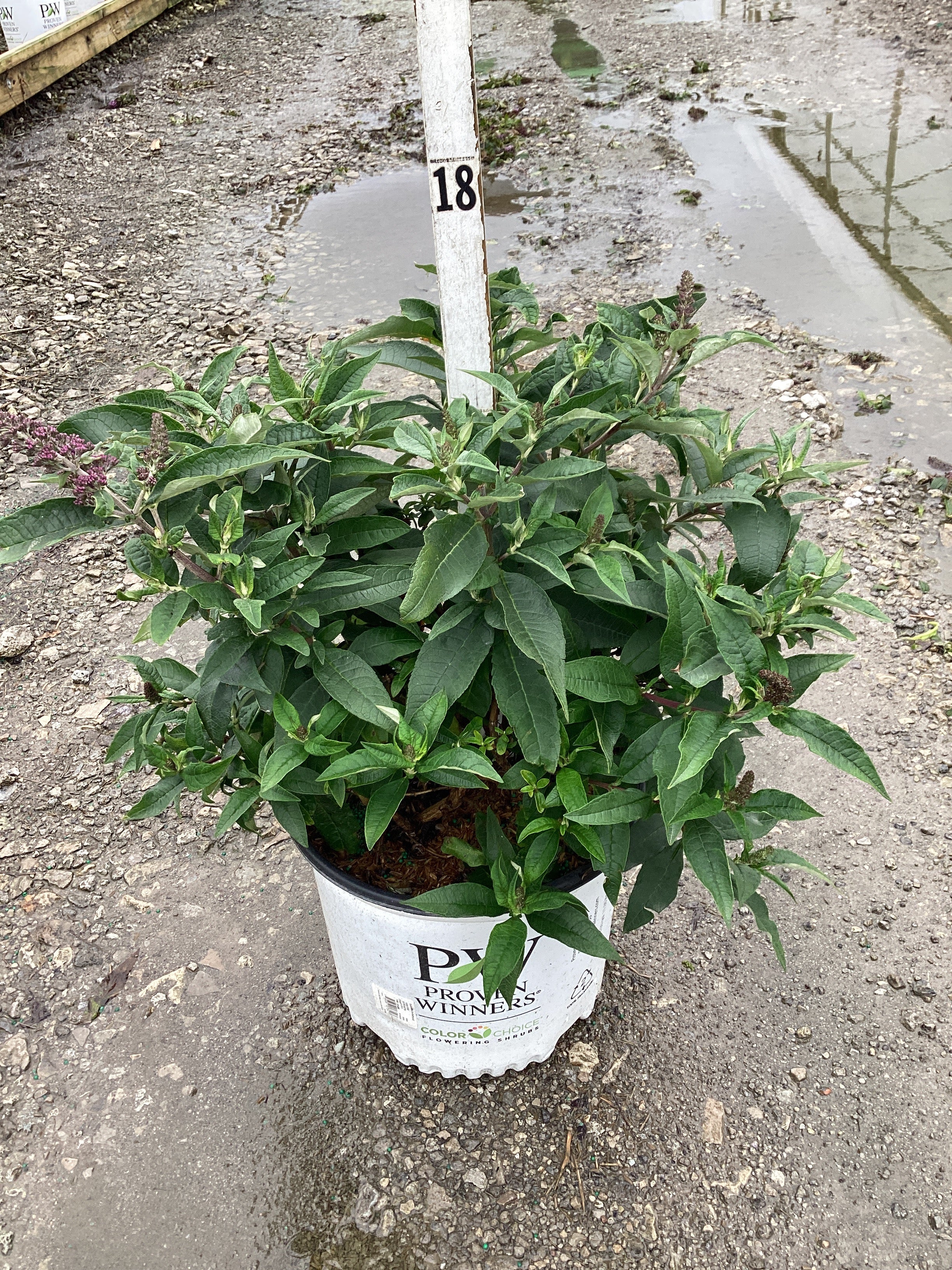 Buddleia 'Lo-Behold Ruby Chip'