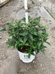 Buddleia 'Lo-Behold Ruby Chip'