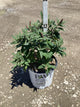 Buddleia 'Pugster Pinker'