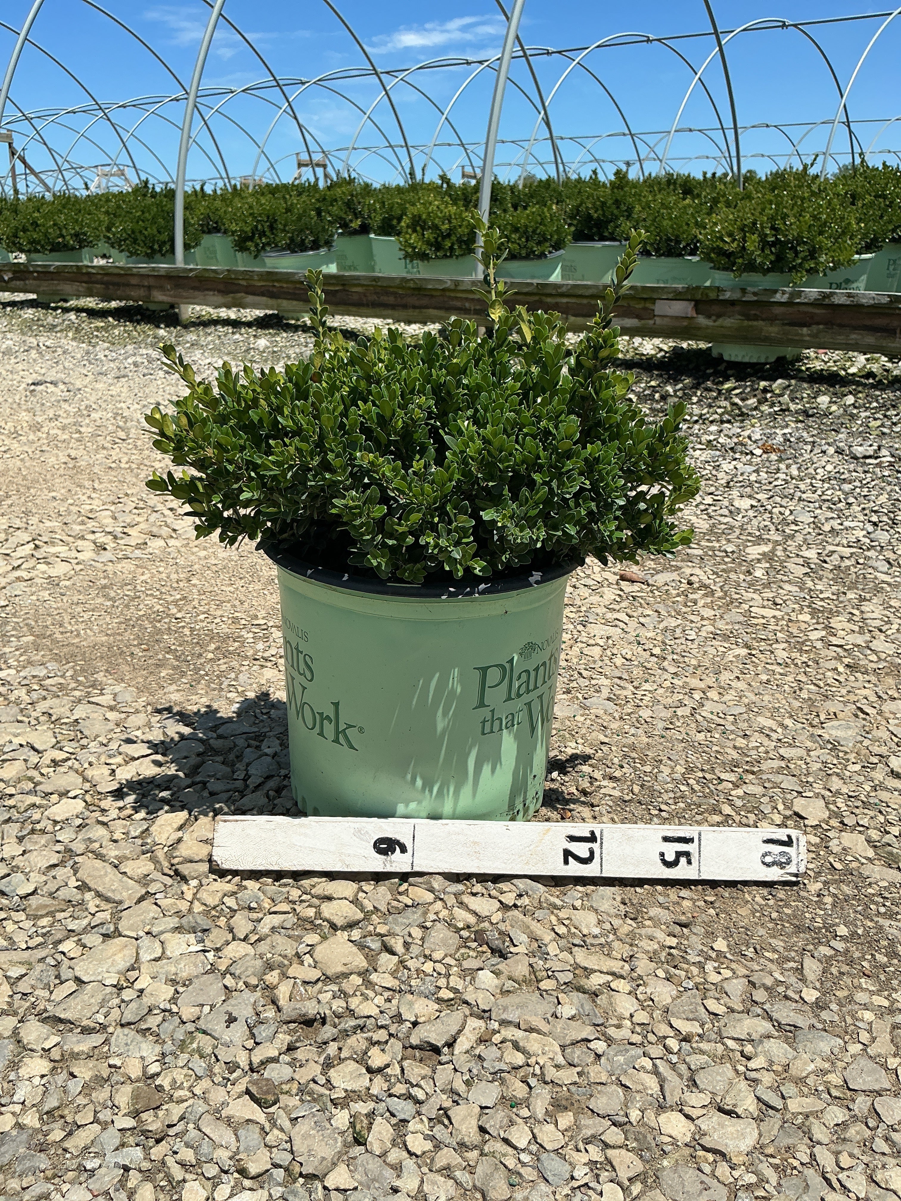 Buxus microphylla 'Little Missy'