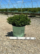 Buxus microphylla 'Little Missy'