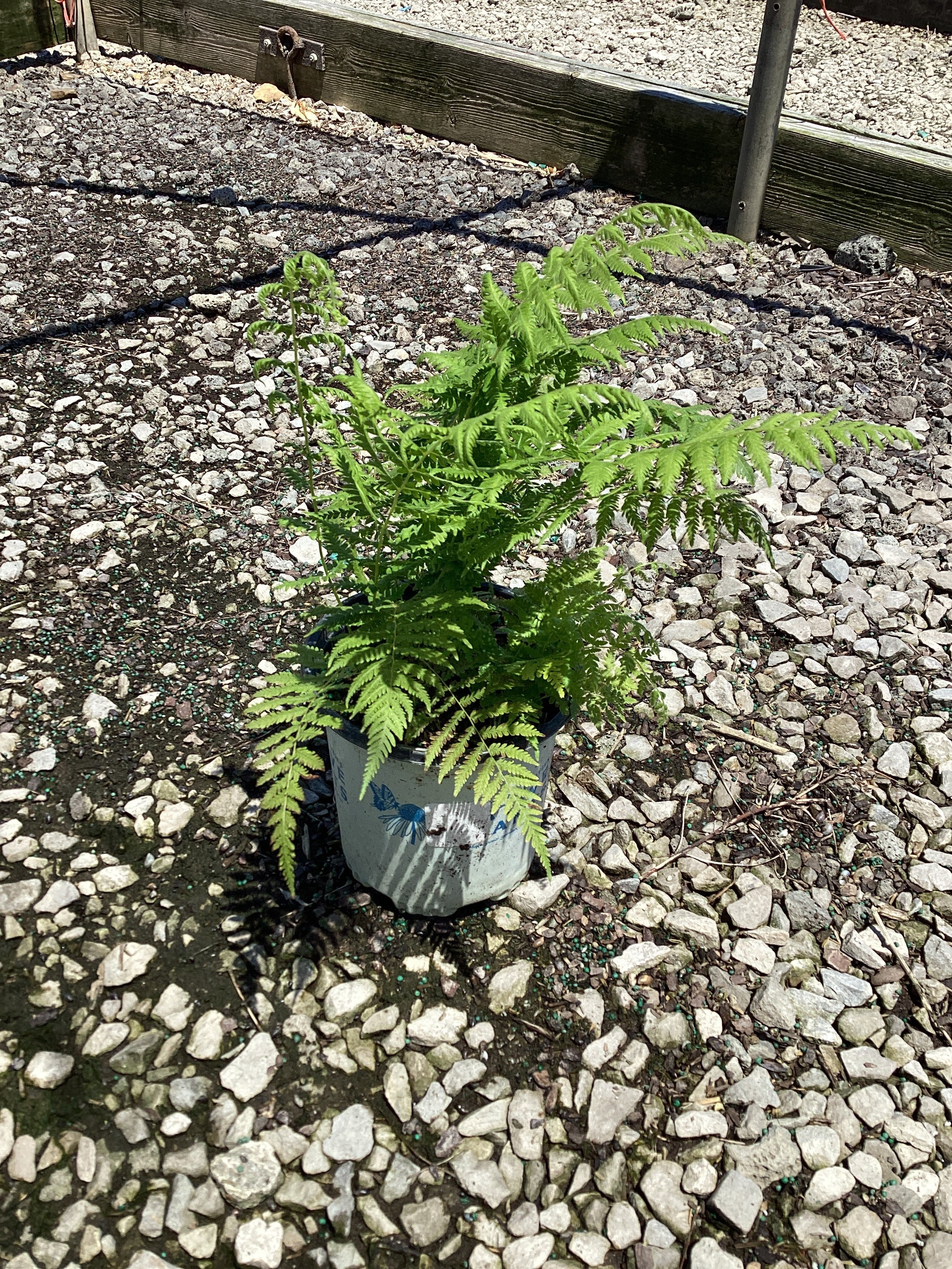 Thelypteris 'New York'