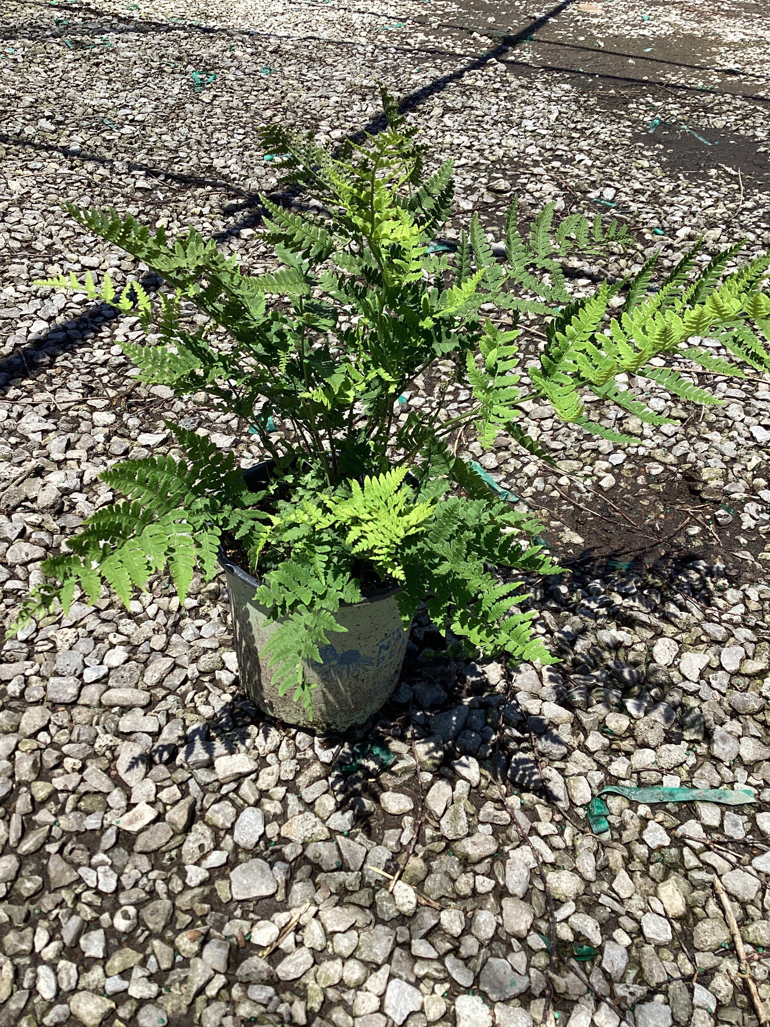 Dryopteris 'Easternwood'