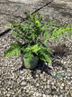 Dryopteris 'Easternwood'
