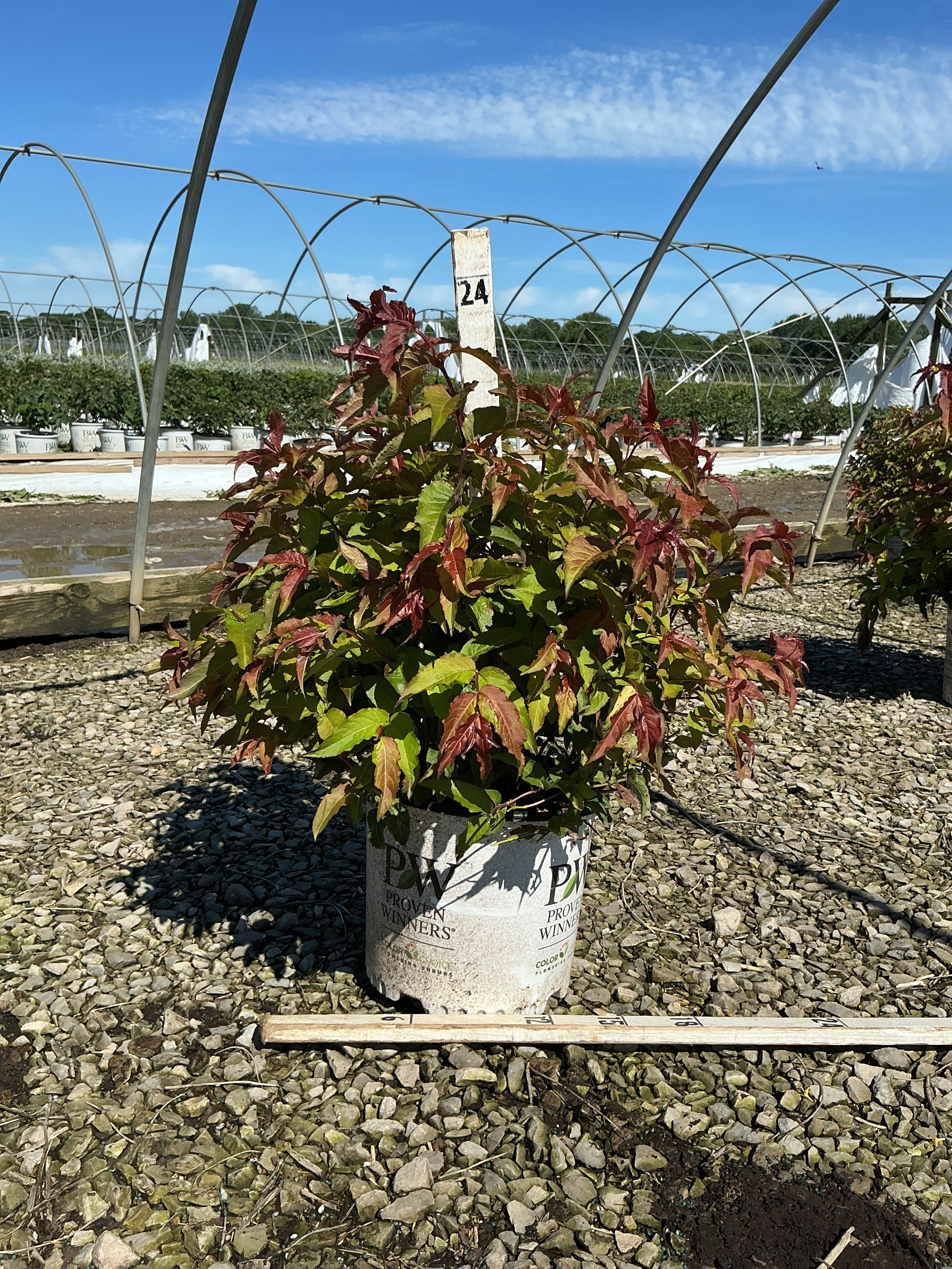 Diervilla sessilifolia 'Kodiak Red'