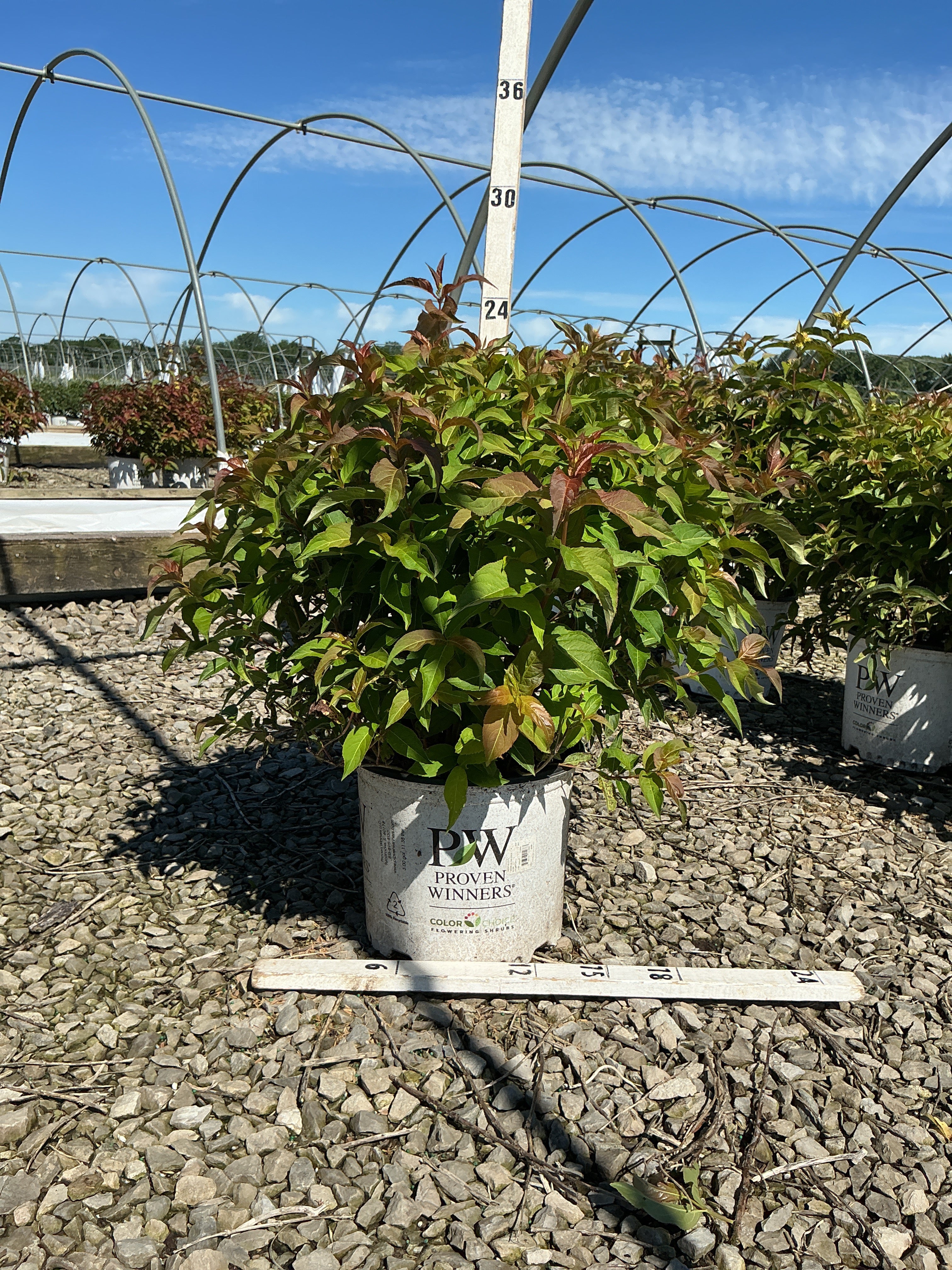 Diervilla sessilifolia 'Kodiak Orange'
