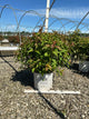 Diervilla sessilifolia 'Kodiak Orange'