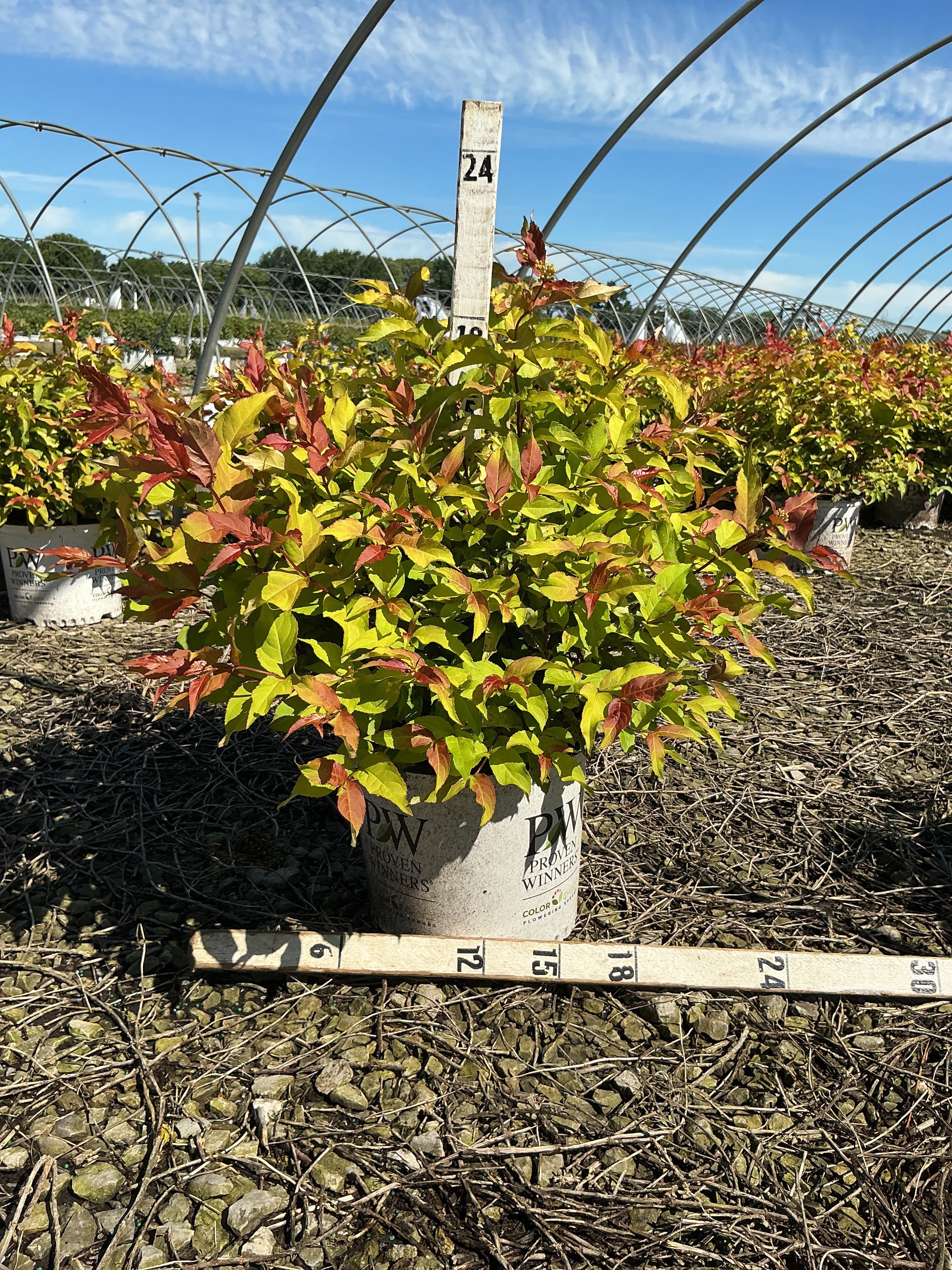 Diervilla sessilifolia 'Kodiak Fresh'