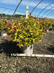 Diervilla sessilifolia 'Kodiak Fresh'