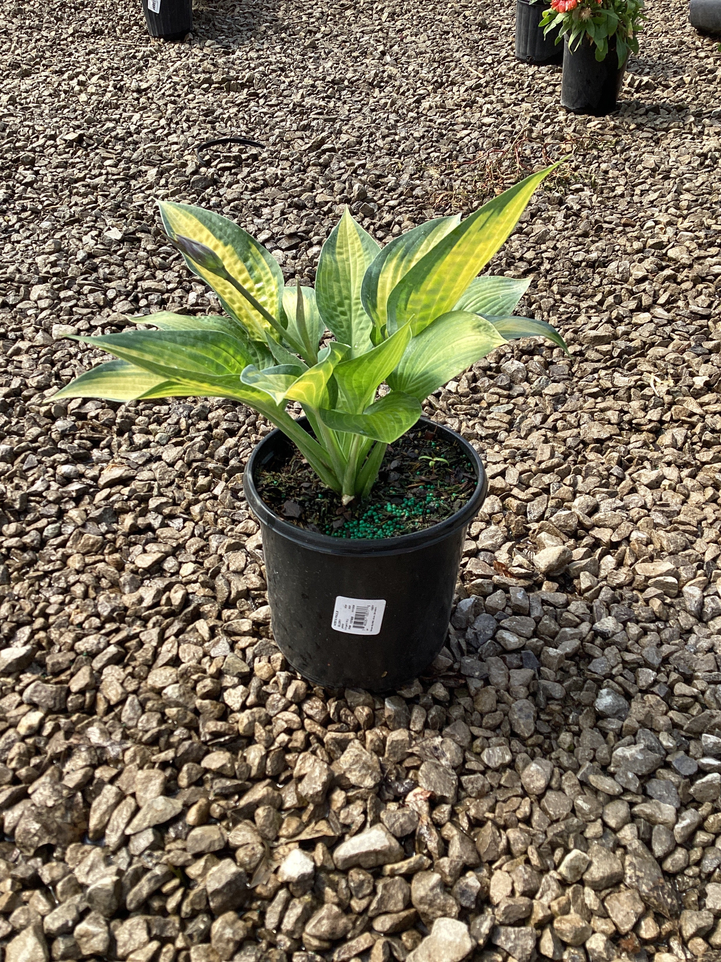 Hosta pauls 'Glory'