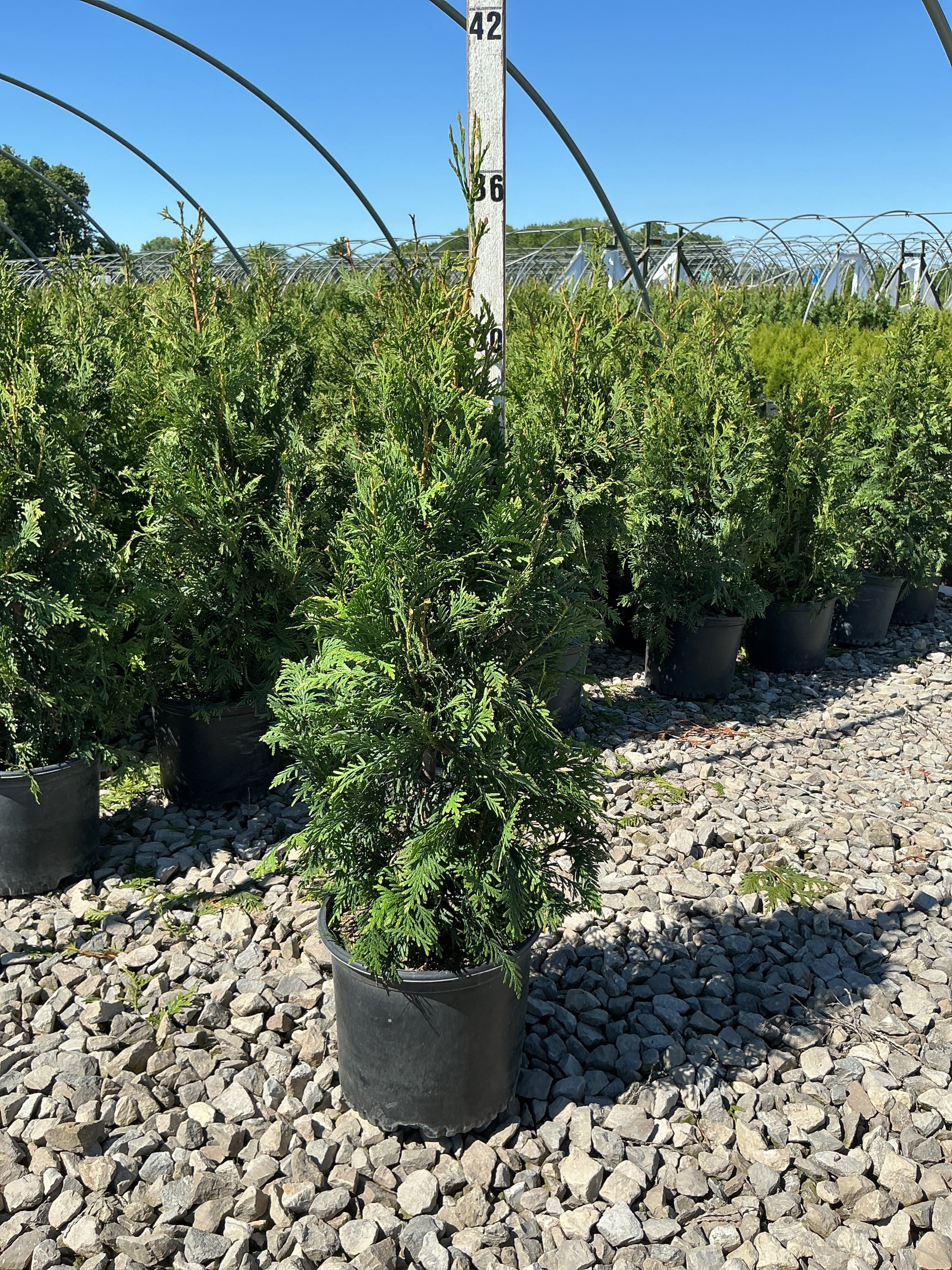 Thuja plicata 'Green Giant'