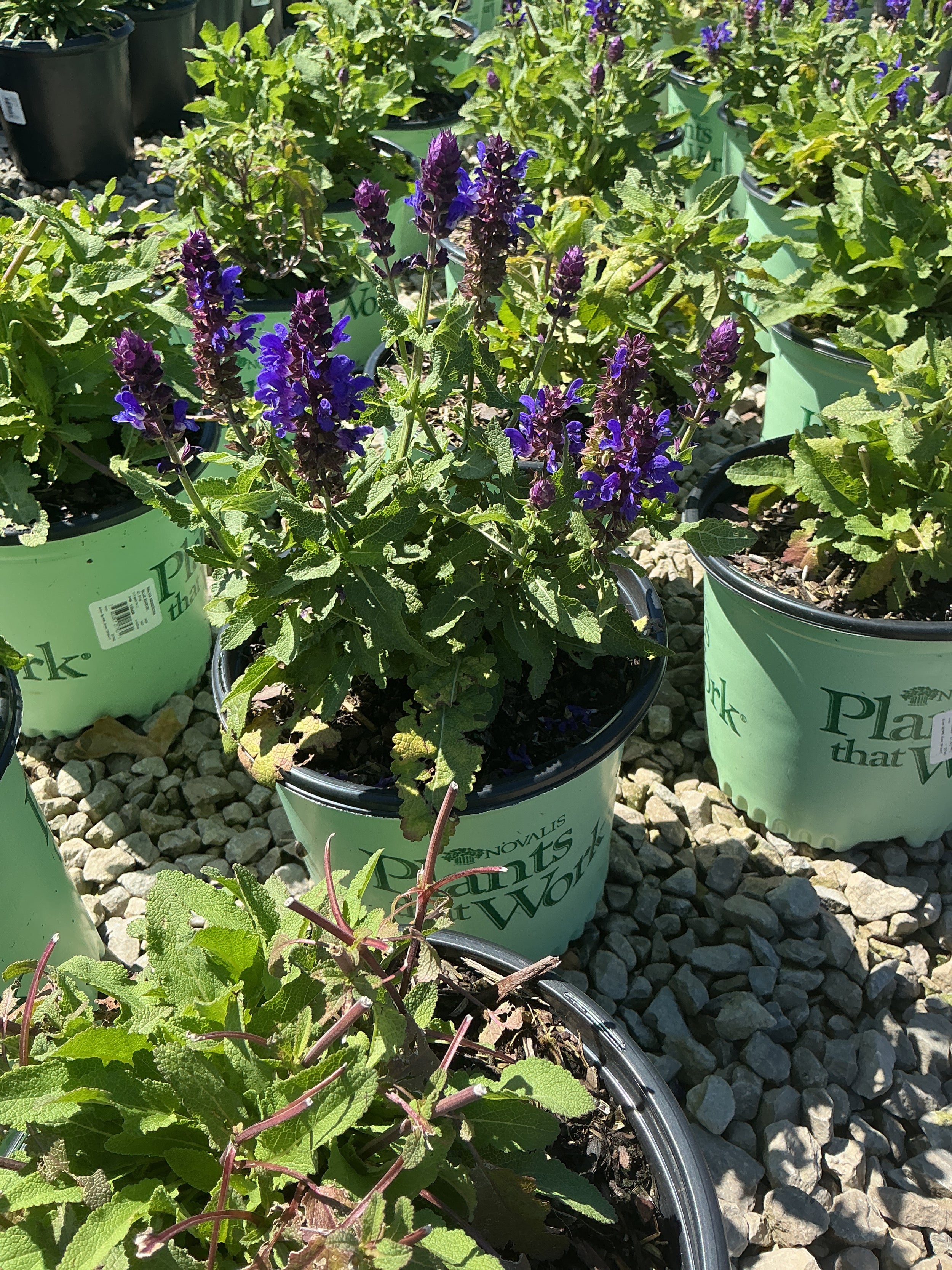 Salvia nemerosa 'Blue Marvel'