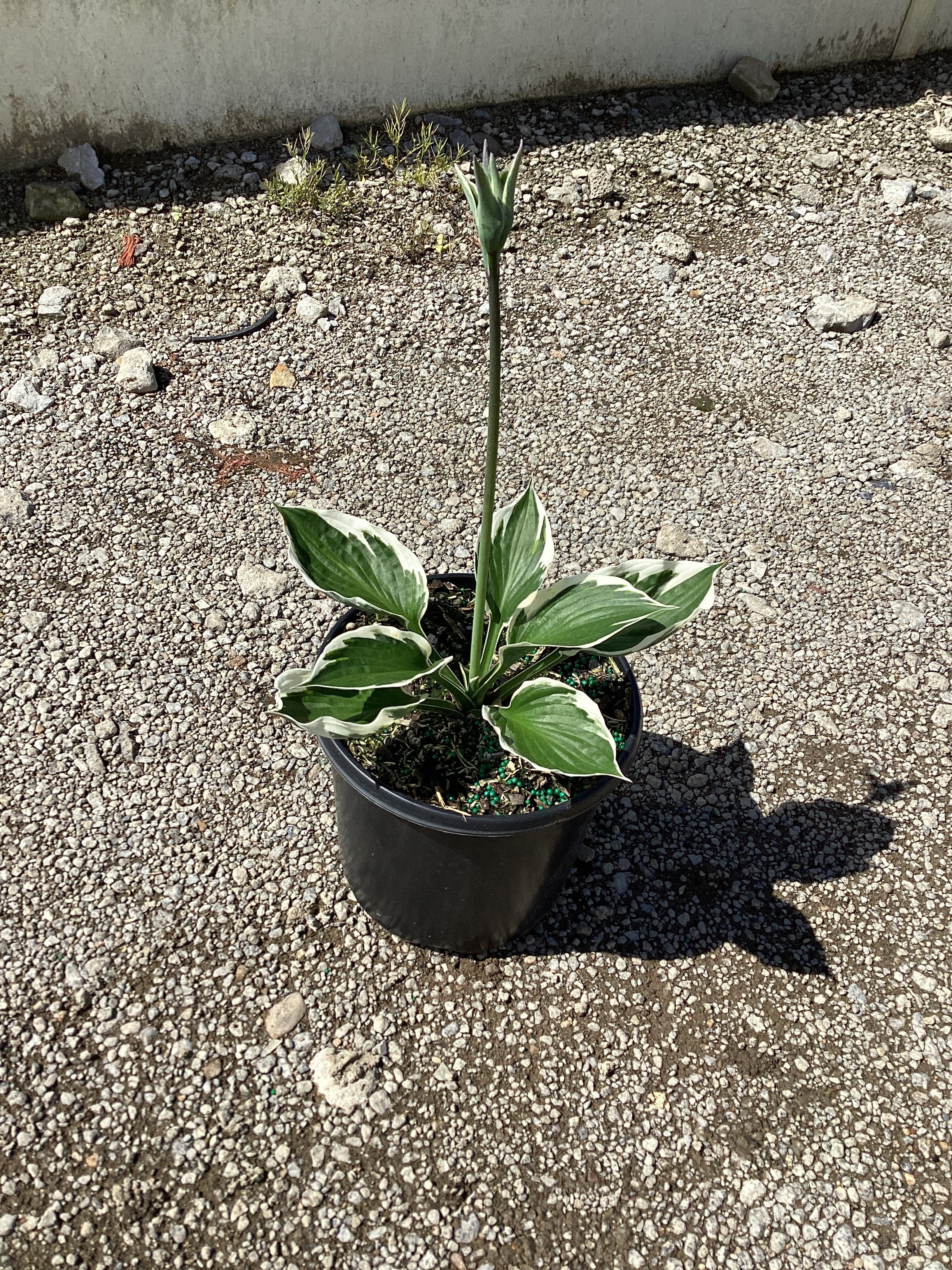 Hosta patriot 'Patriot'