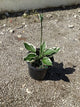 Hosta patriot 'Patriot'