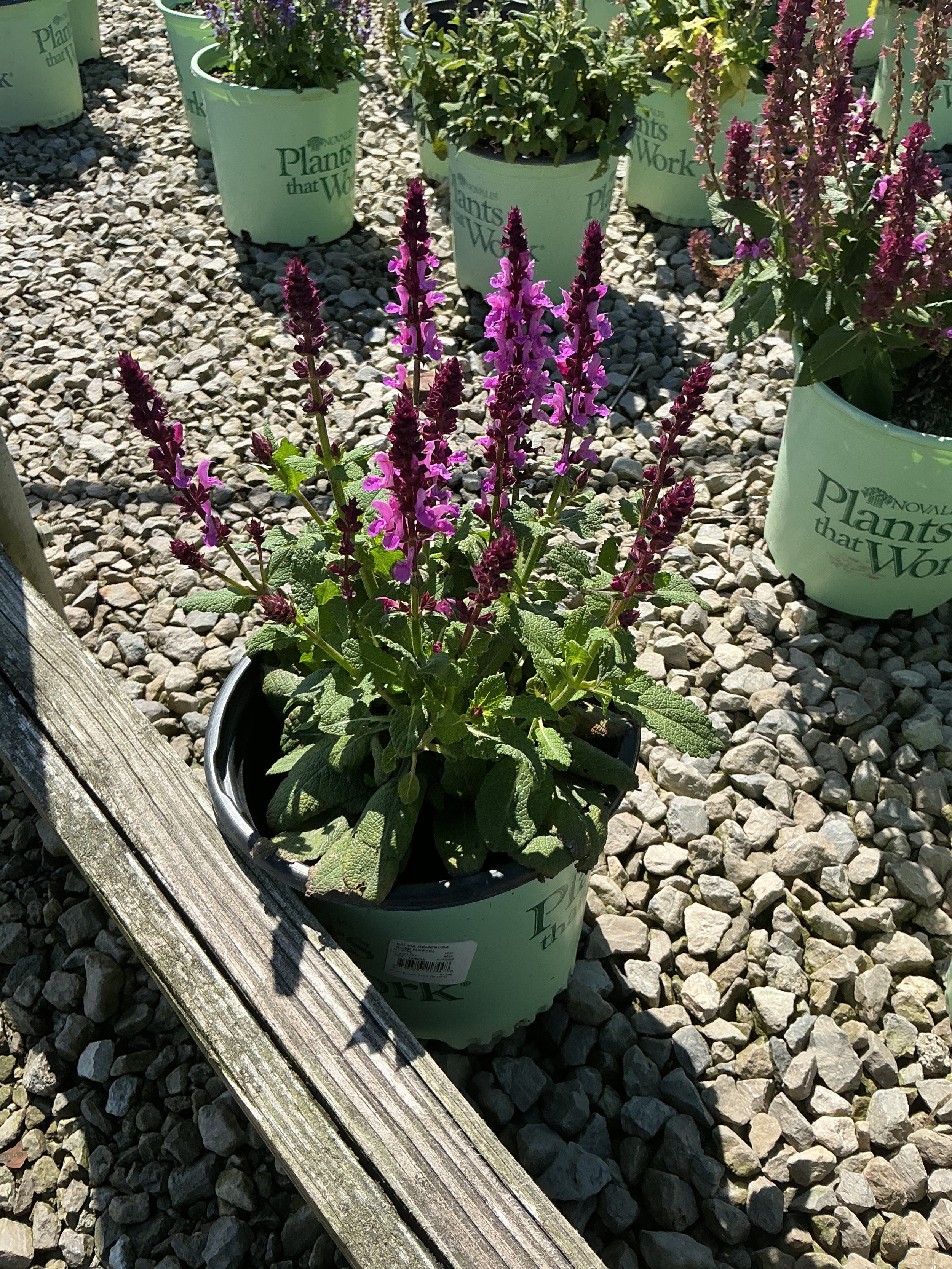 Salvia nemerosa 'Rose Marvel'